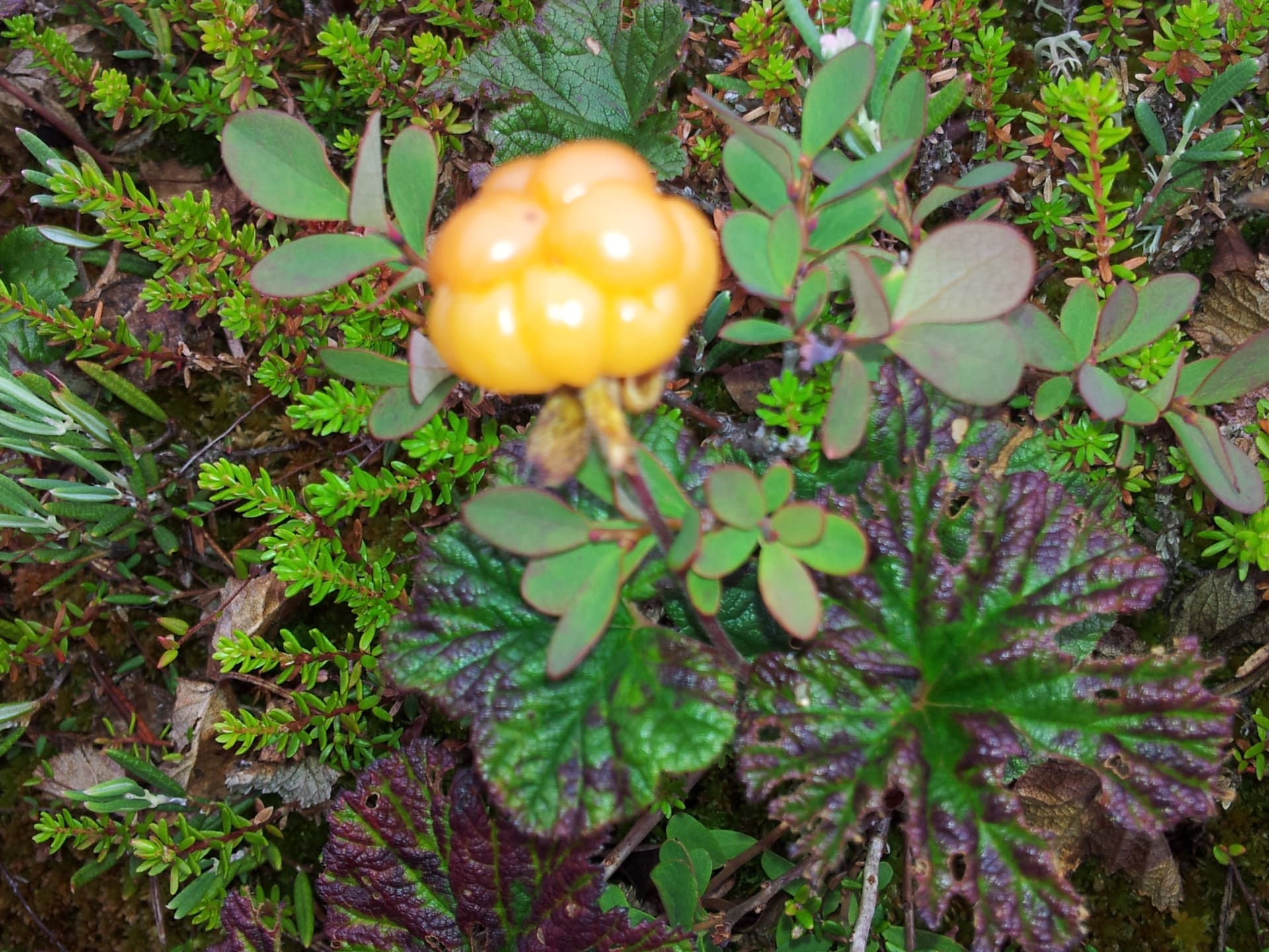 Berries of Sea Lapland