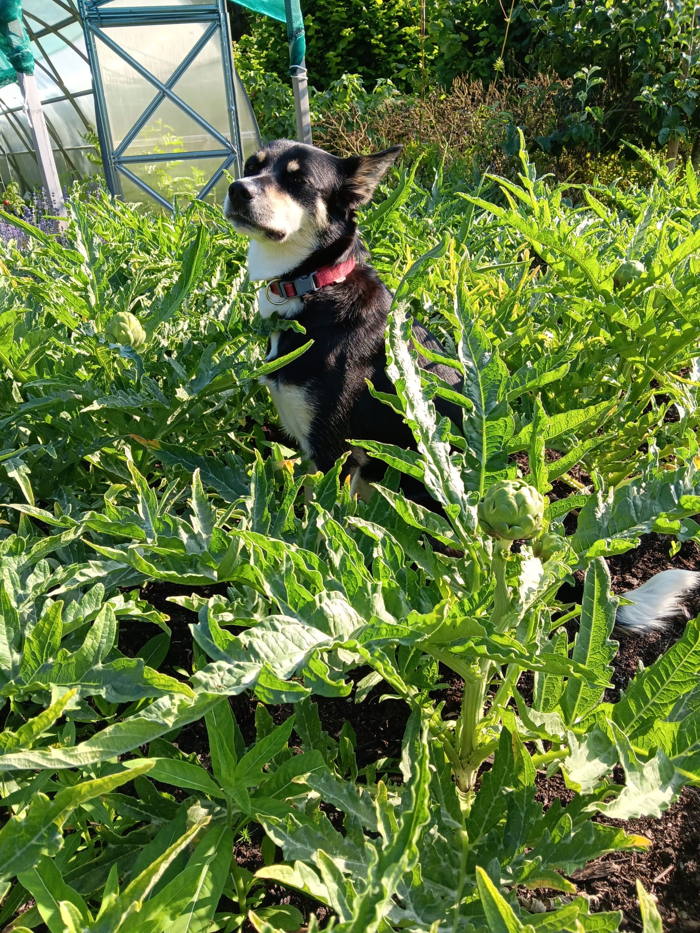 Rosy ja latva-artisokat Rosy ja latva-artisokat