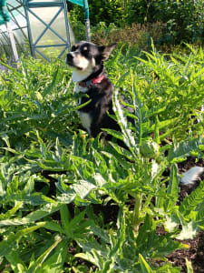 Rosy ja latva-artisokat