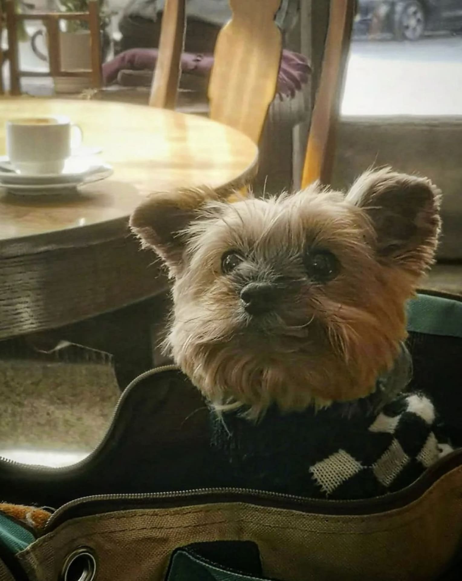 Pieni koira kahvilassa