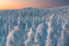 Winter Landscapes of Iivaara –photo excursion