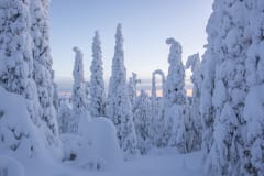 Winter Landscapes of Iivaara –photo excursion