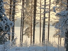 Puut kanssamme kehdosta hautaan