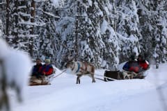 Rekiajelu Kujalan Porotilalla