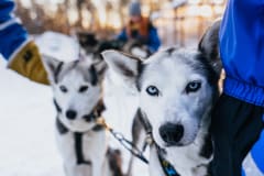 A close-up of huskies in Apukka Adventures, Rovaniemi.
