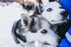 A close-up of huskies in Apukka Adventures, Rovaniemi.