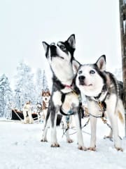 A close-up of blue-eyed huskies in Apukka Adventures, Rovaniemi.