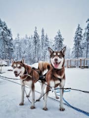 A close-up of huskies in Apukka Resort Husky Farm, Rovaniemi.