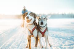 A close-up of huskies in Apukka Adventures, Rovaniemi.