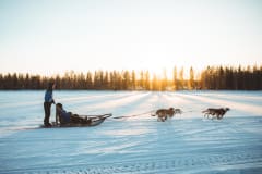 Huskies running in wintertime on a safari with Apukka Adventures, Rovaniemi.
