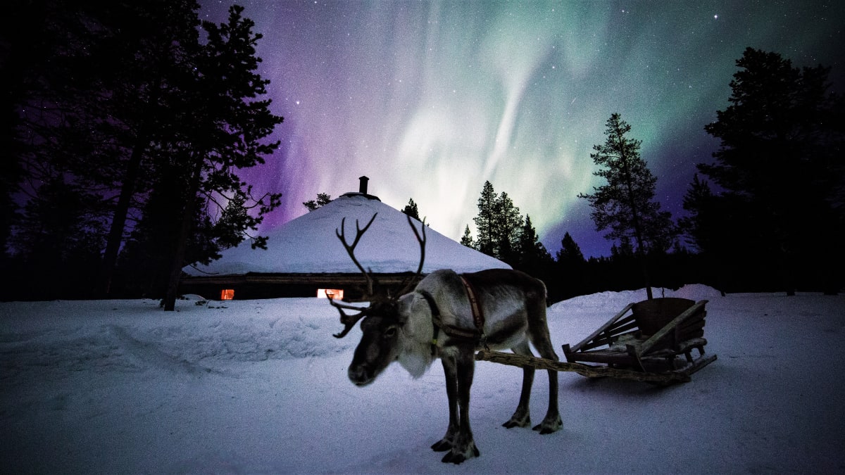 Aurora Hunting Tour with Reindeer