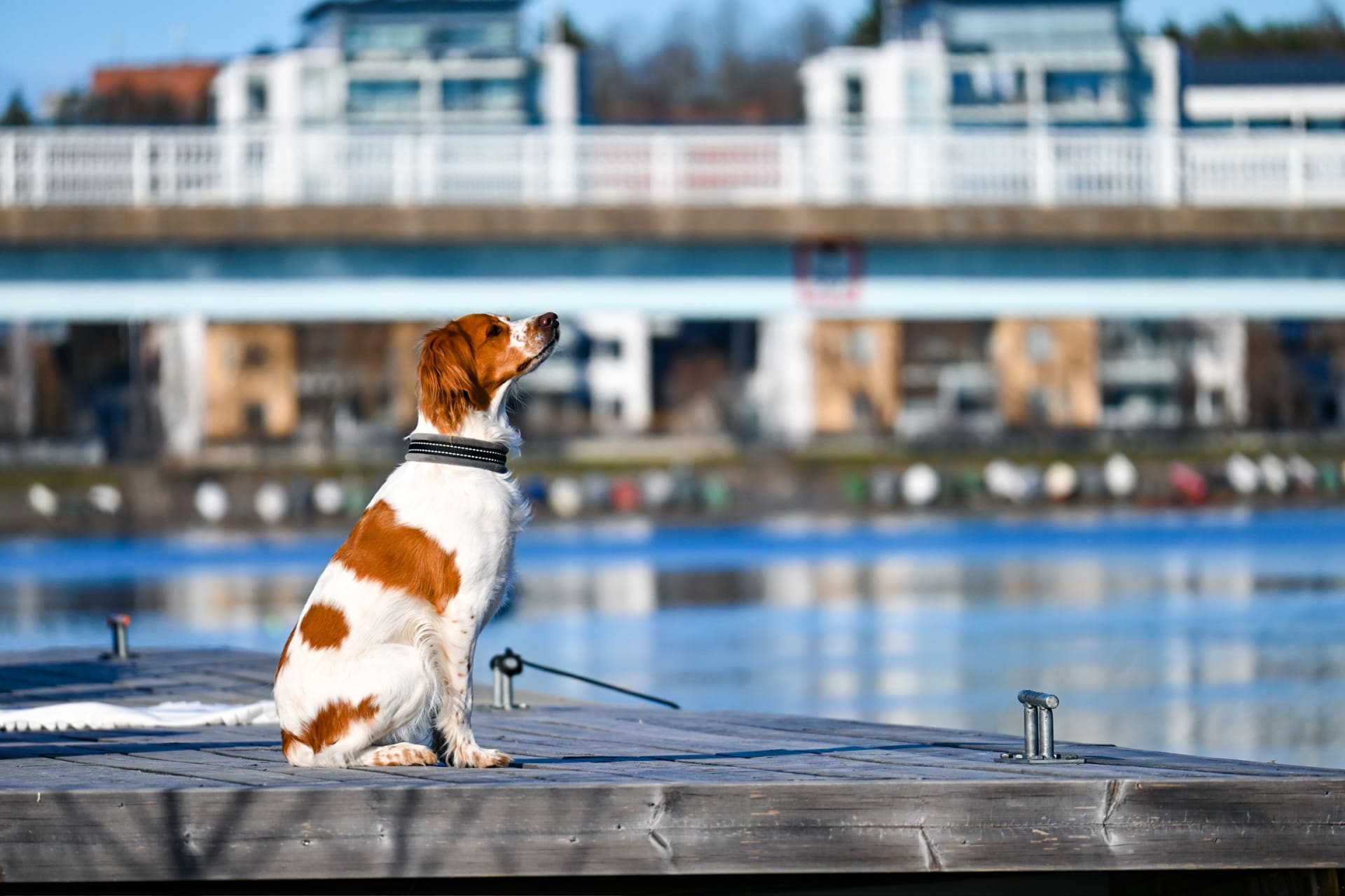 Seelari is pet friendly restaurant.