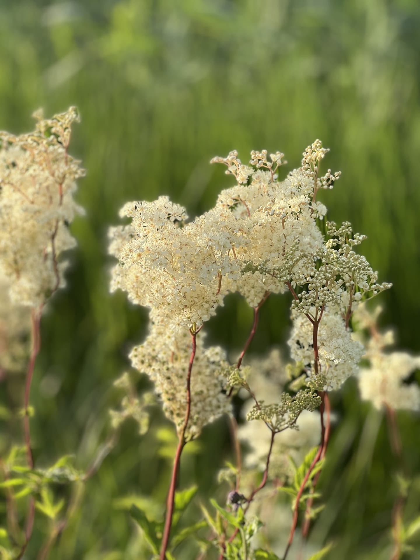 Meadowsweat Meadowsweat