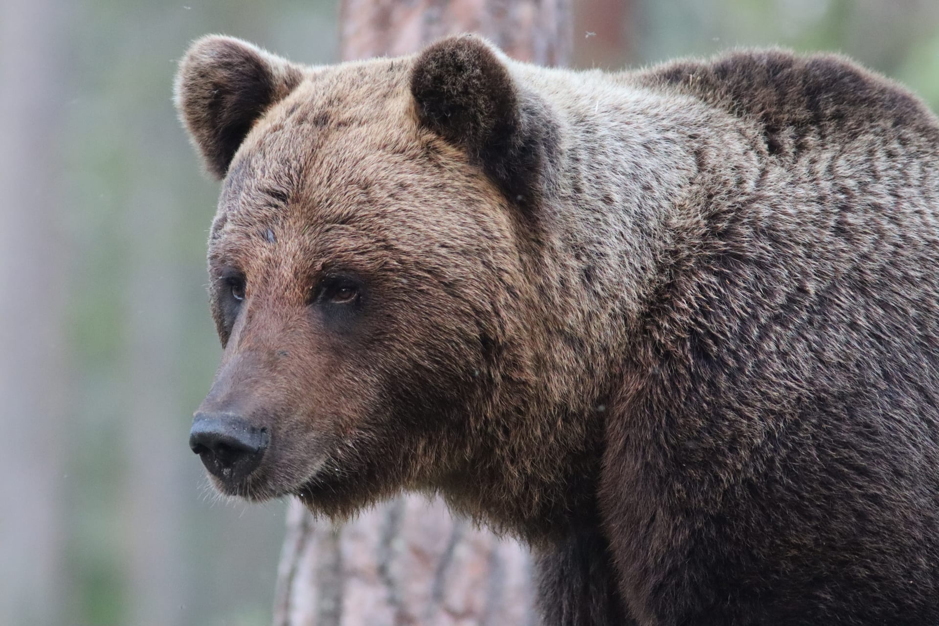 Bear watching day trip in Northern Finland
