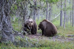 Bear watching day trip in Northern Finland