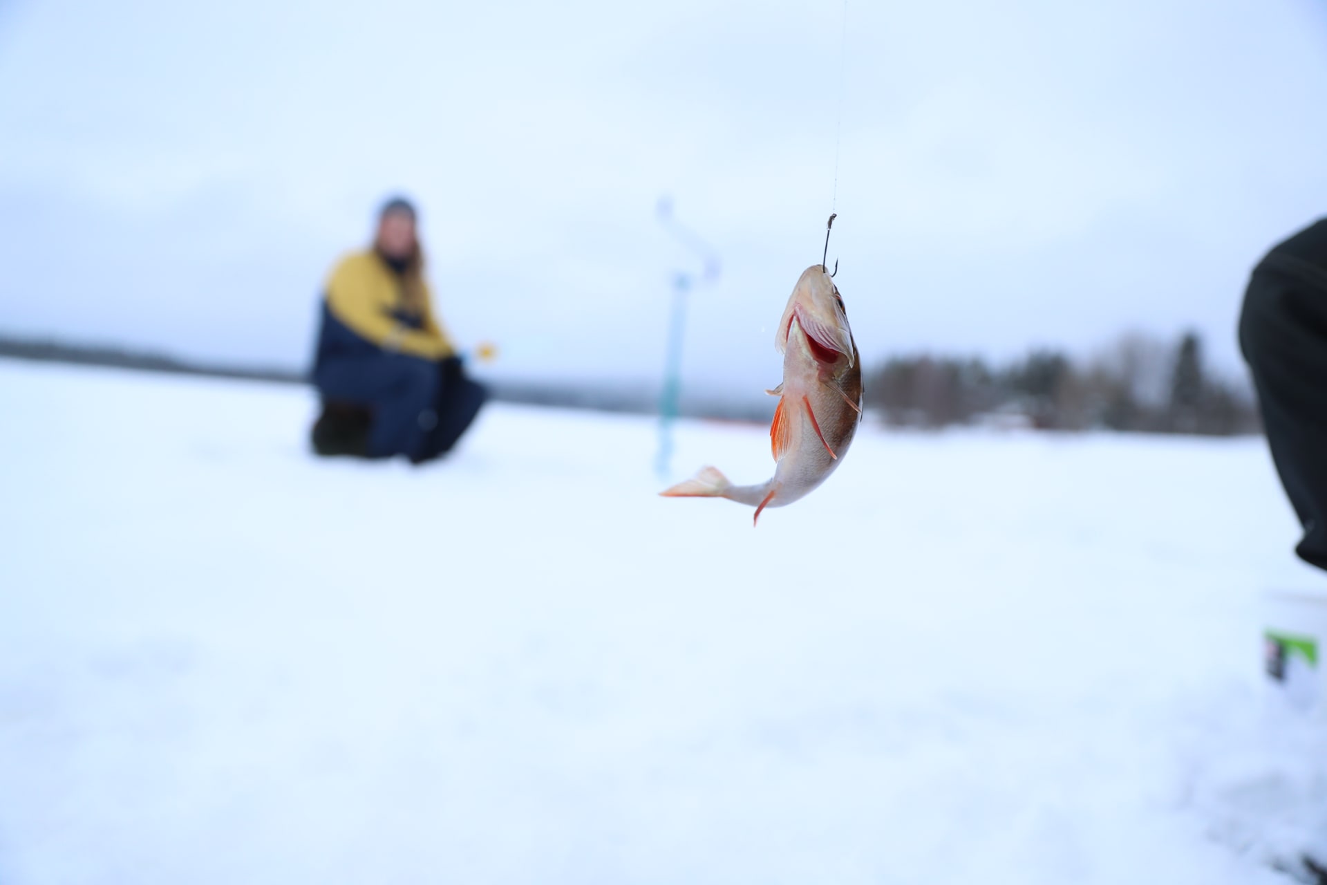 Ice fishing trip on snowshoes in Ylläs with a local family company