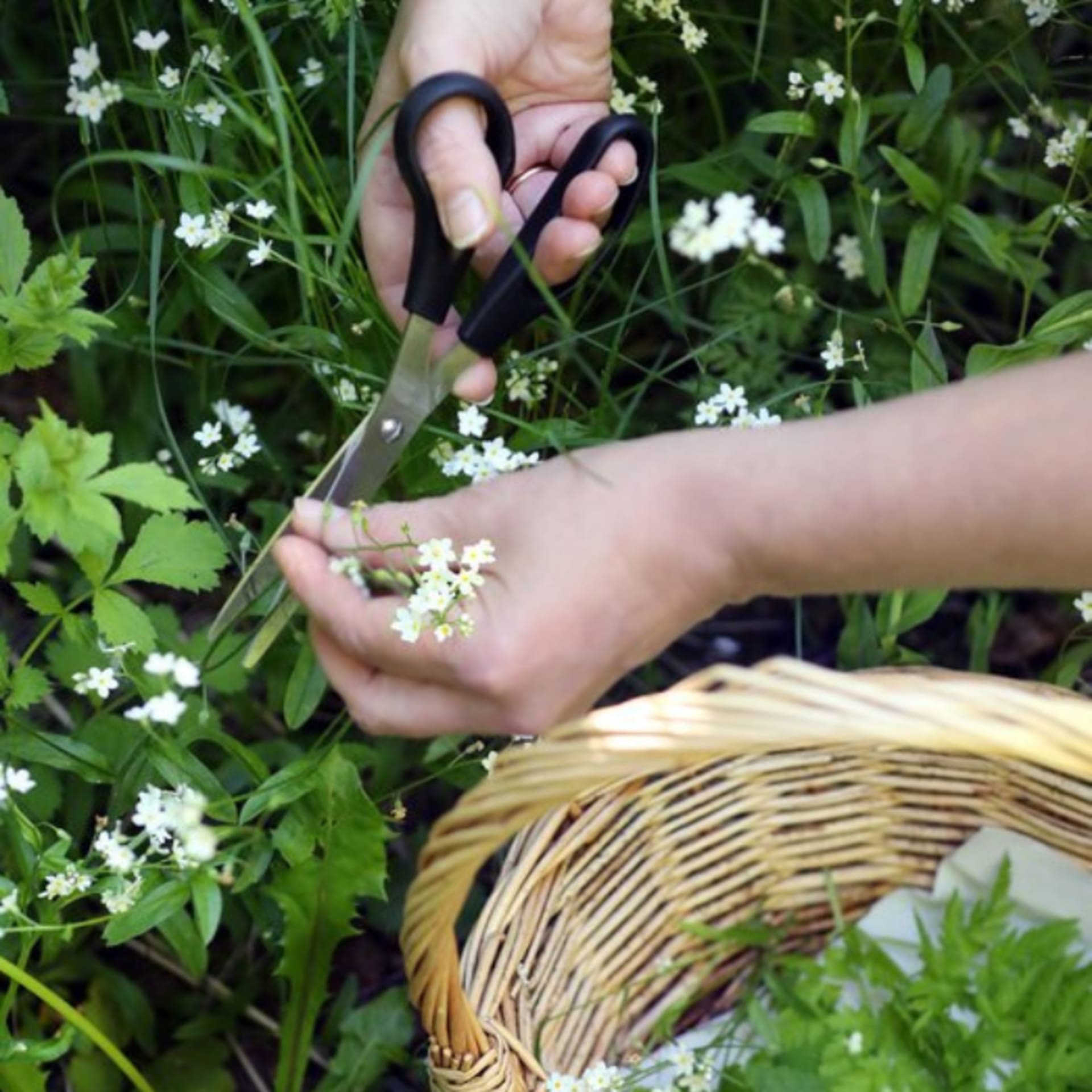 Syötäviä kukkia suoraan luonnosta
