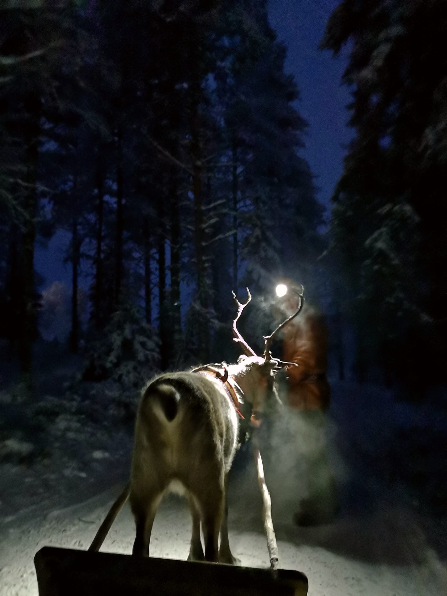 Iltarekiajelu Kujalan Porotila