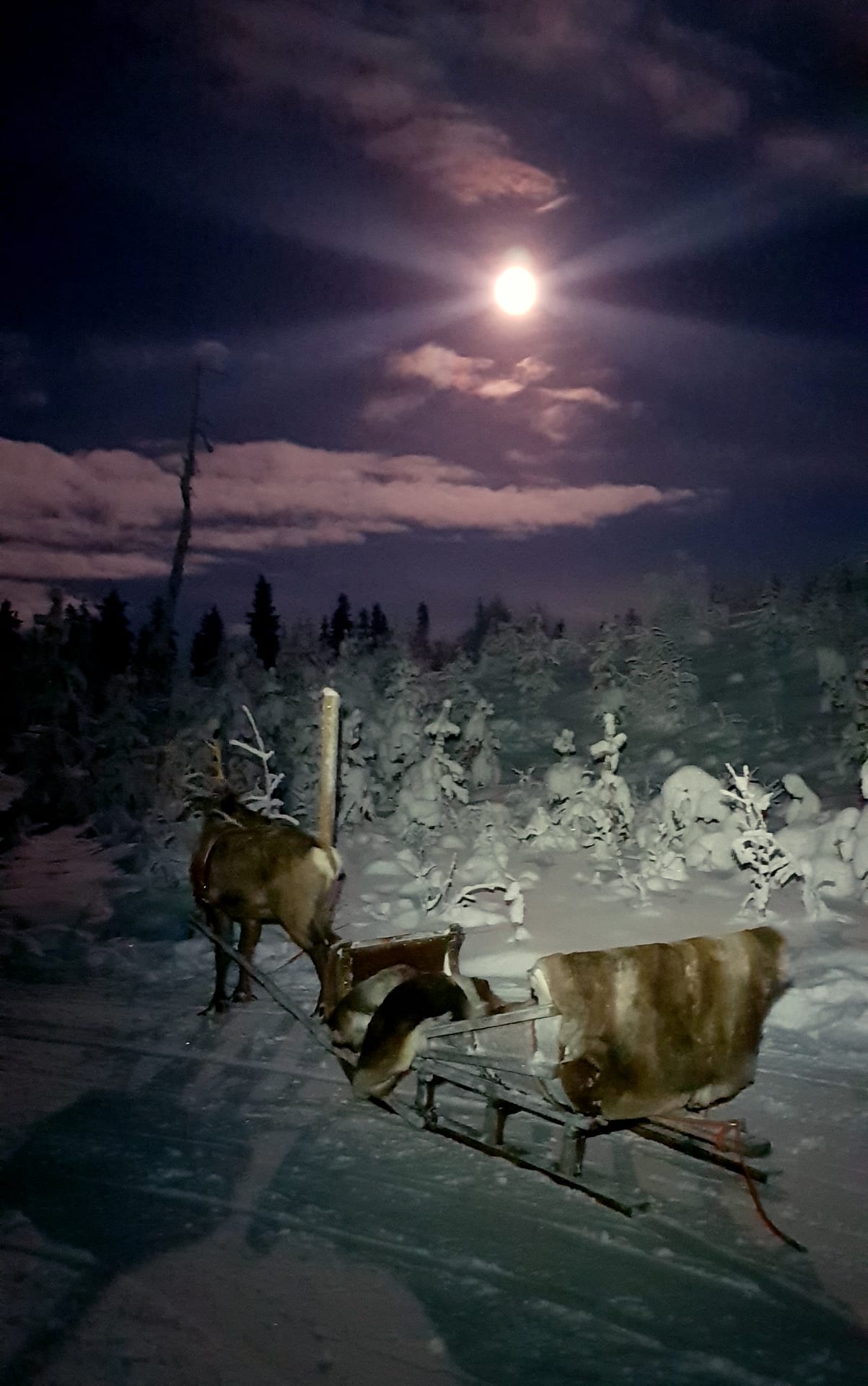 Iltarekiajelu Kujalan Porotila