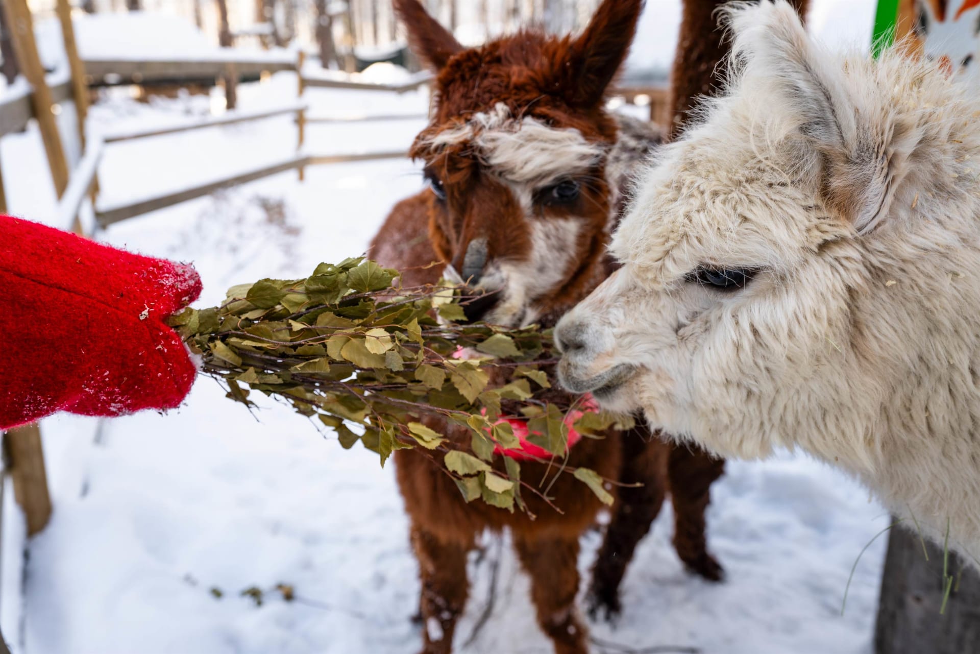Fluffy alpacas.
