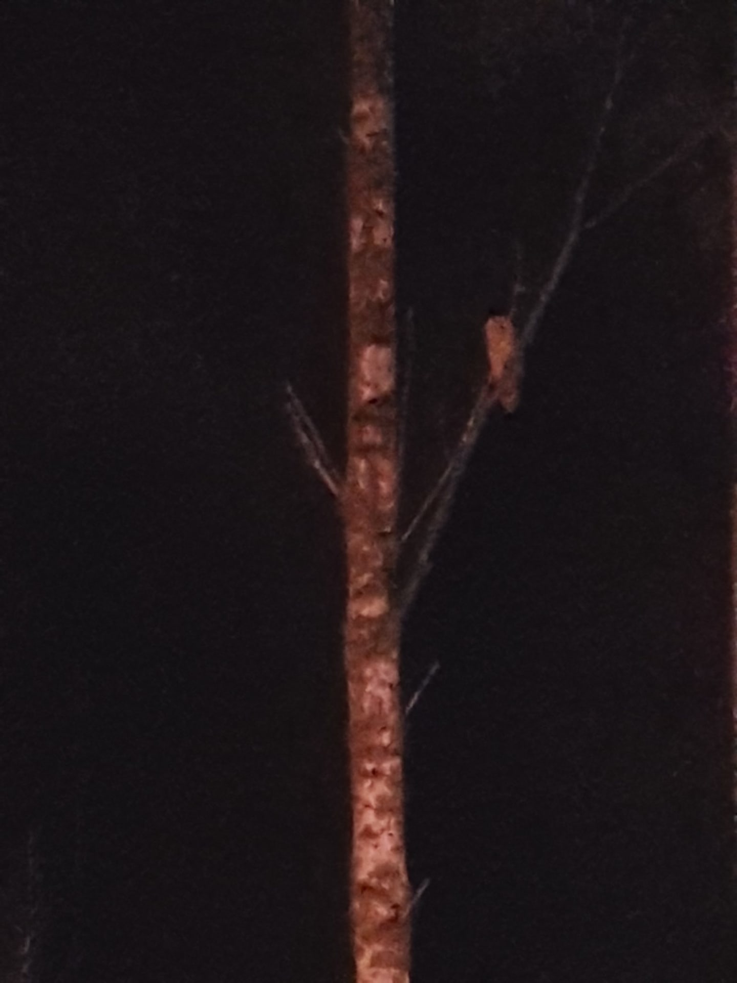 The Ural Owl