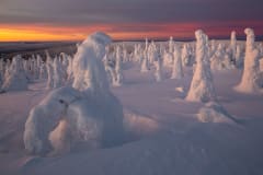 Winter Landscapes of Riisitunturi –photography excursion