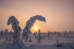 Winter Landscapes of Riisitunturi –photography excursion