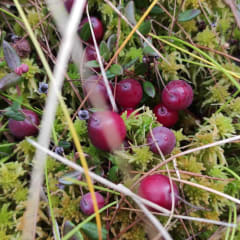 wild cranberries in late autumn