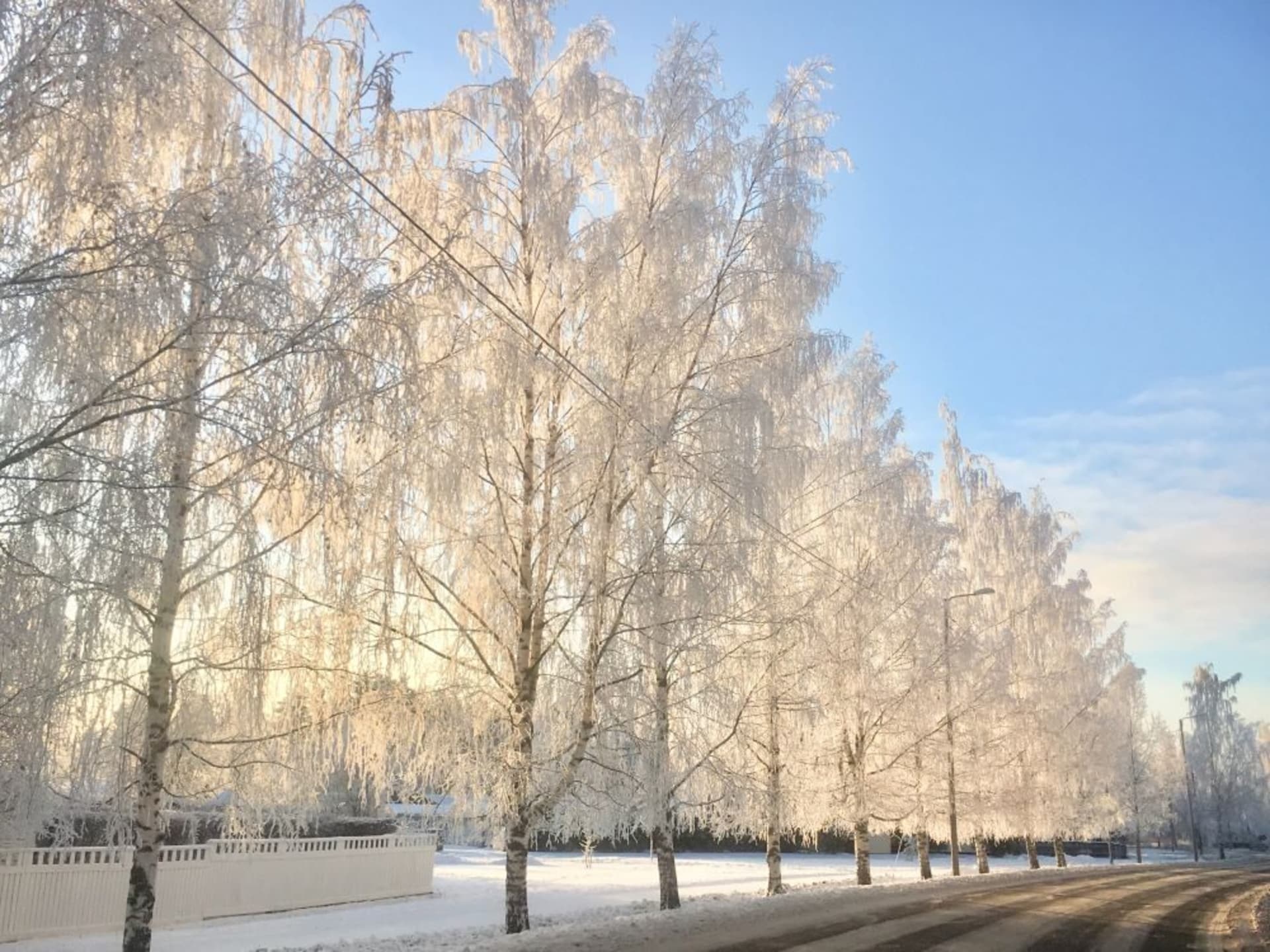 Frosty birch trees.