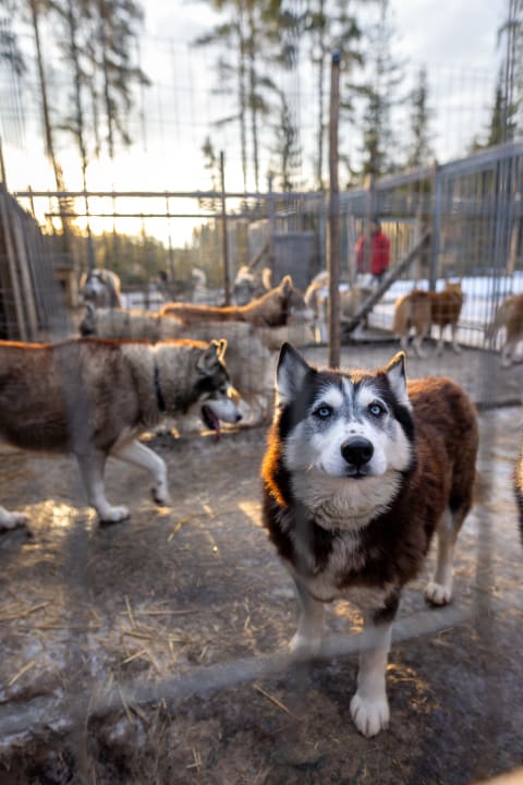 Arctic Coast Mushing Center huskies greet visitors