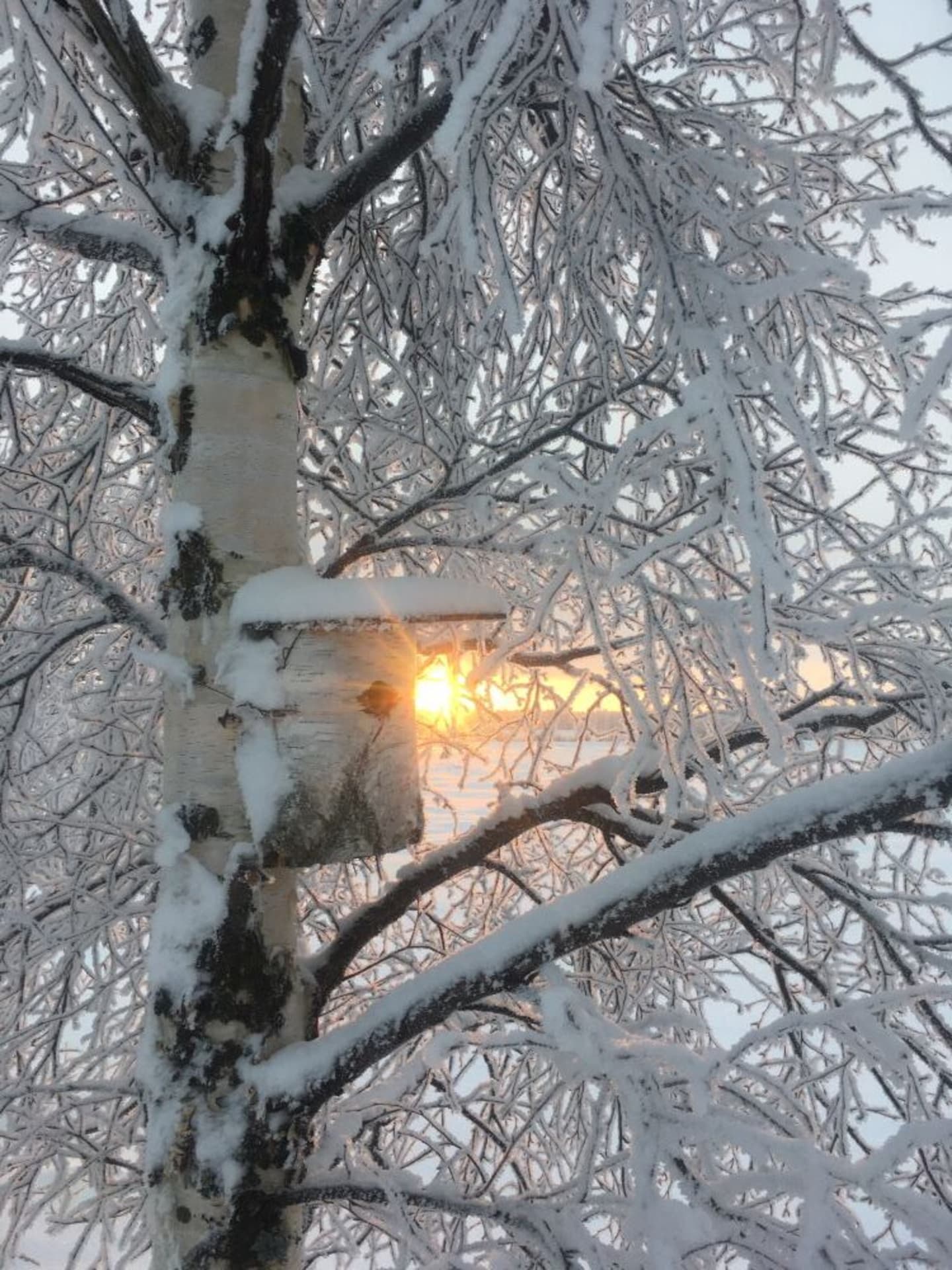 Frosty birch tree with a birdhouse.