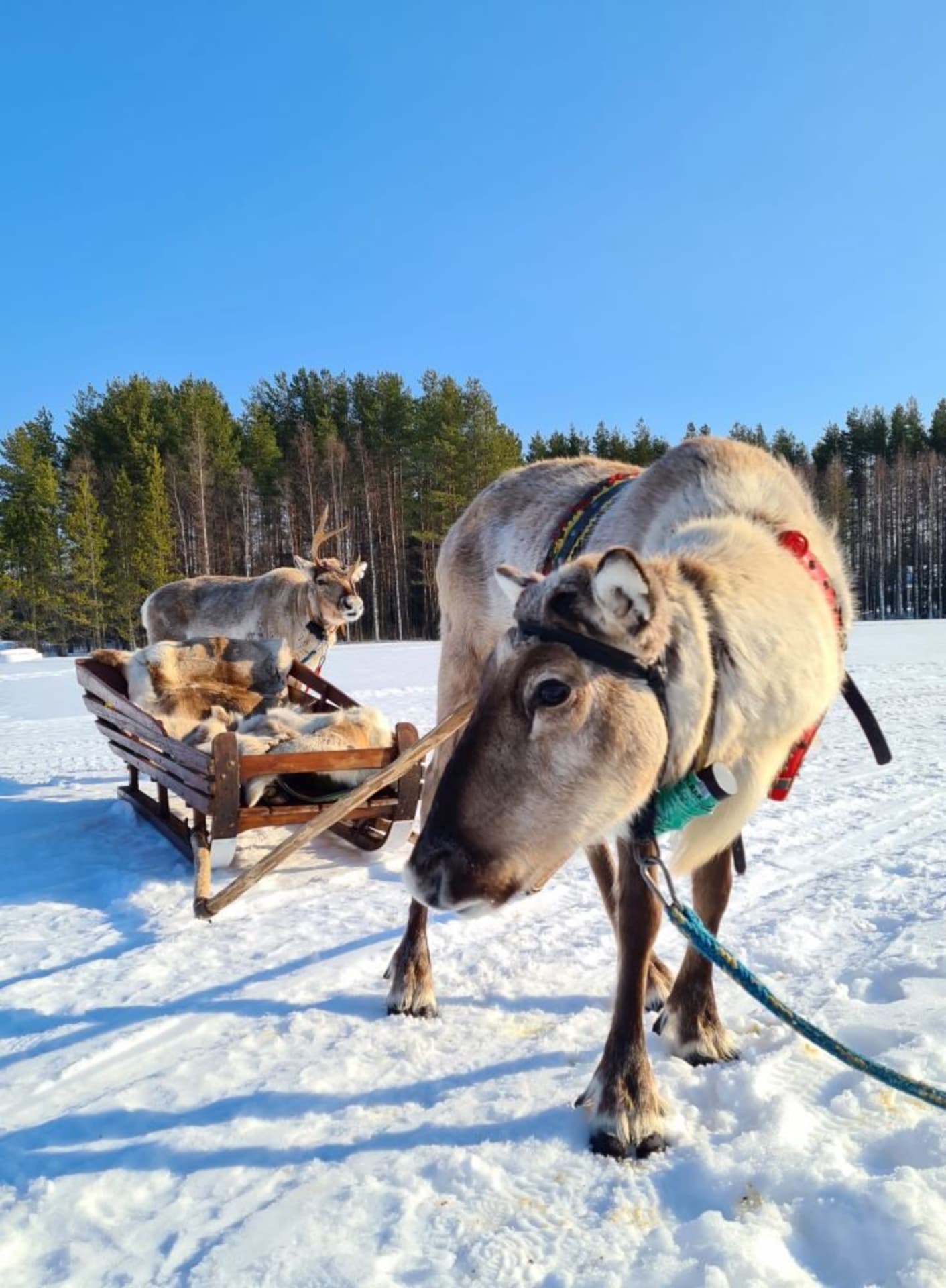 Reindeer and a sleigh.