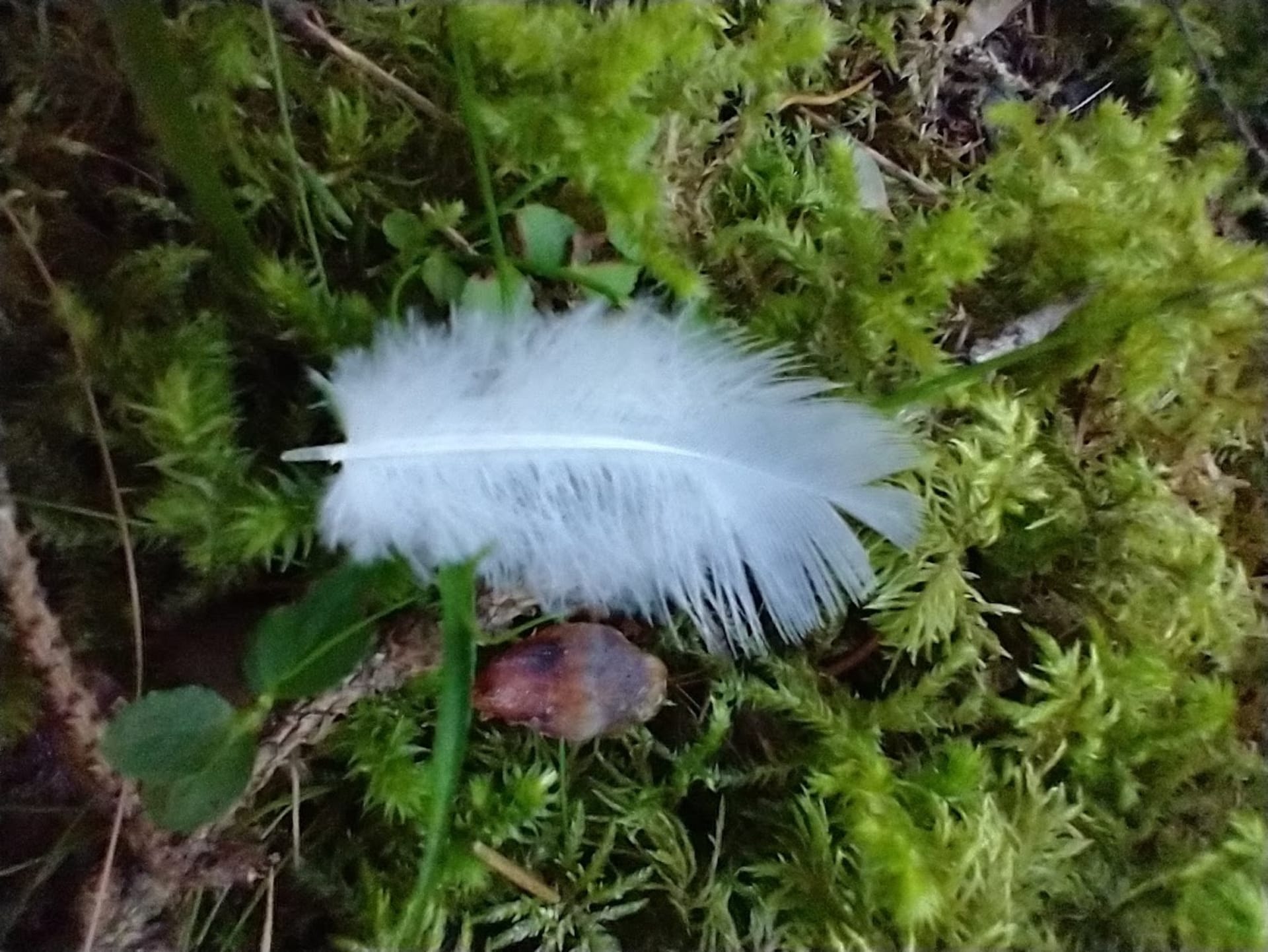 Looking for different forms in nature