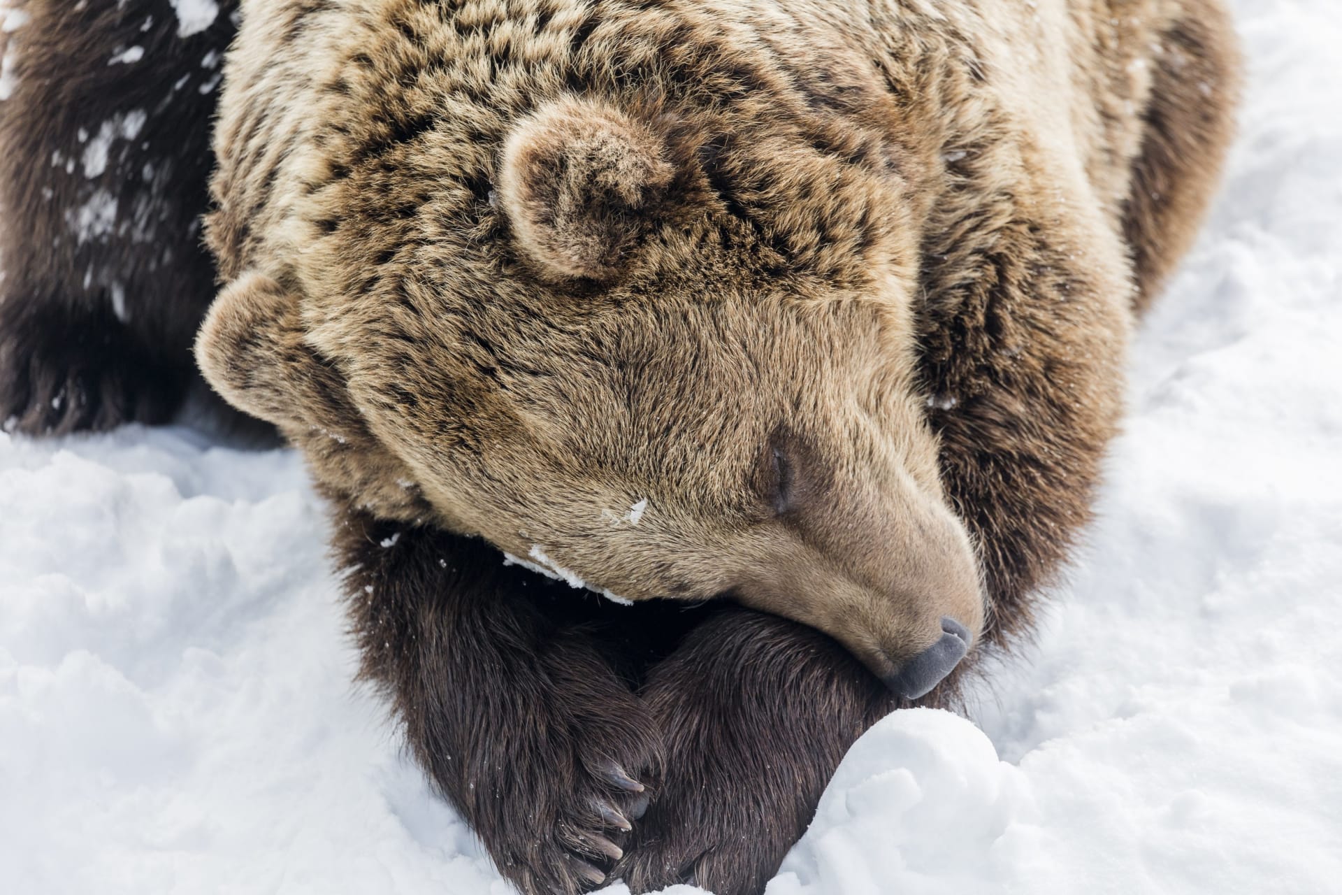 Bus tour to Ranua Zoo | Visit Finland