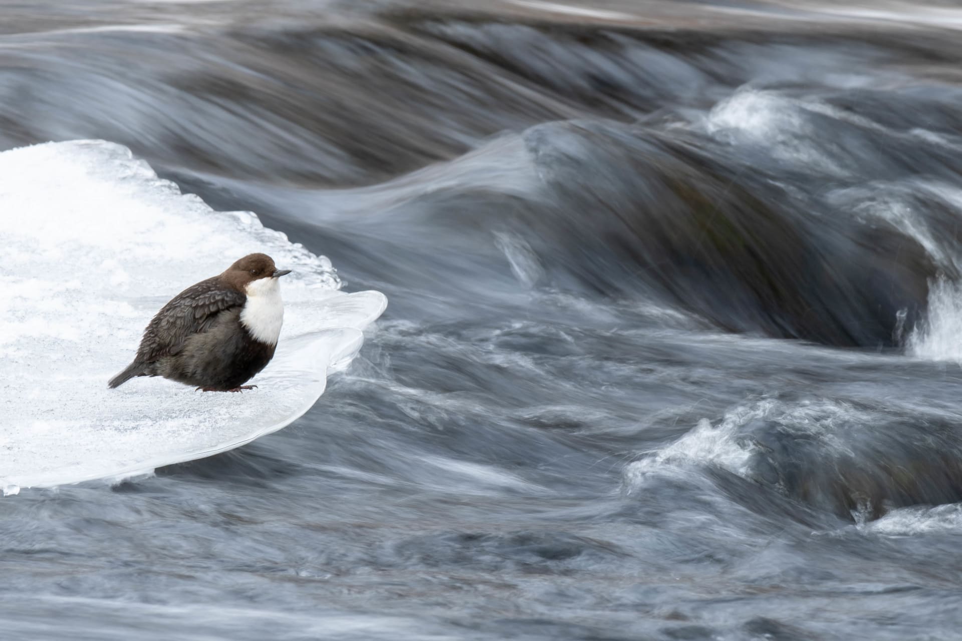 Rivers of the Oulanka National Park –photography excursion
