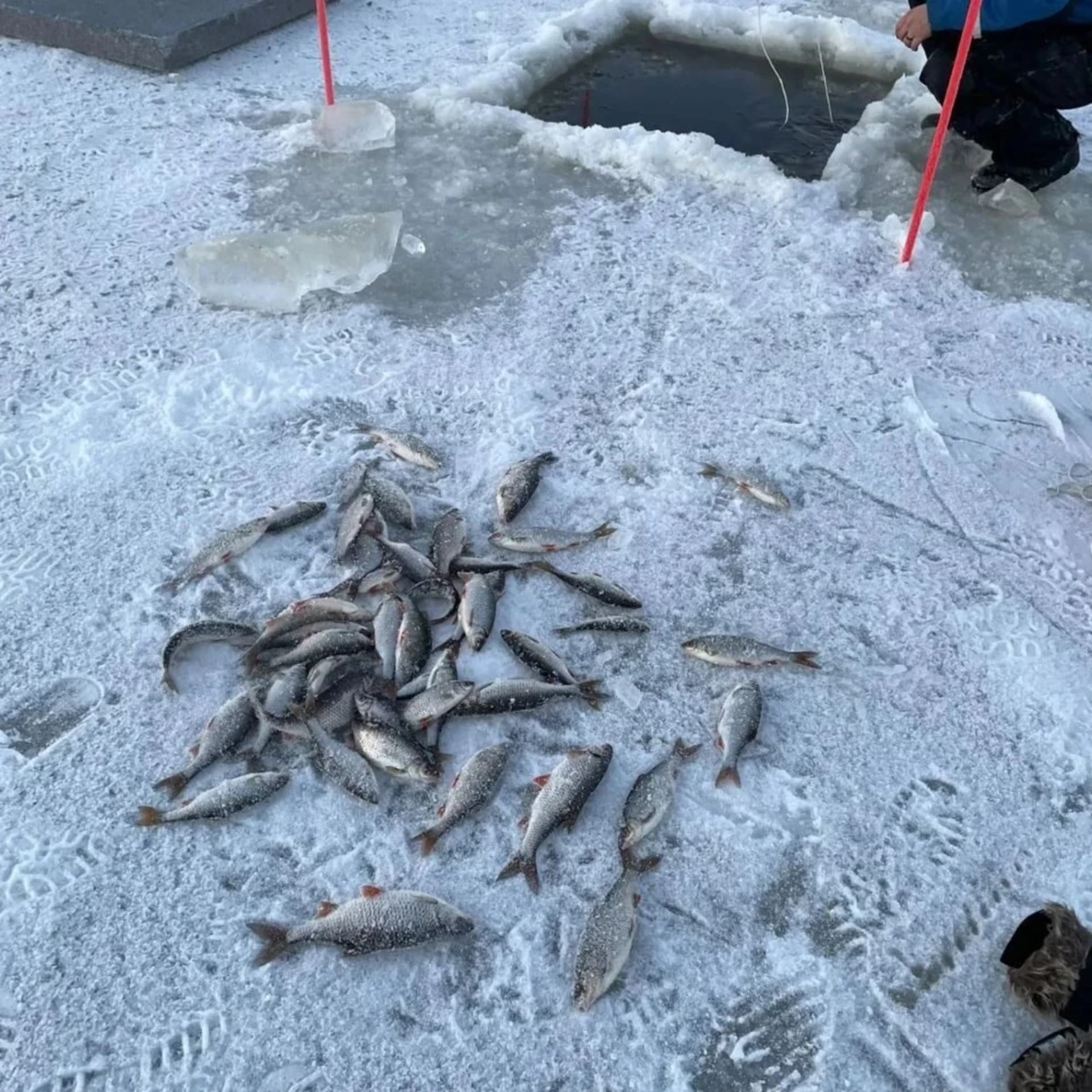 Frozen Sea to Forest Experience 8