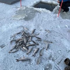 Frozen Sea to Forest Experience 8