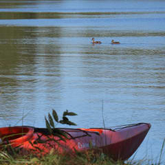 Kajakki ja sorsia, kayak and two birds.