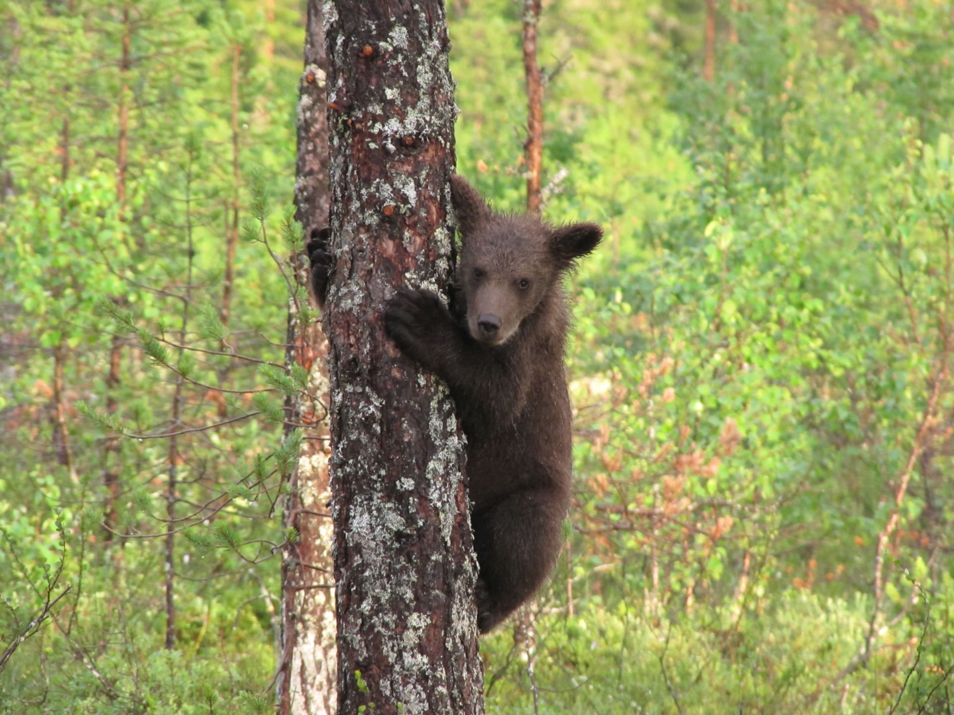 Bear cub in a tree at Martinselkonen