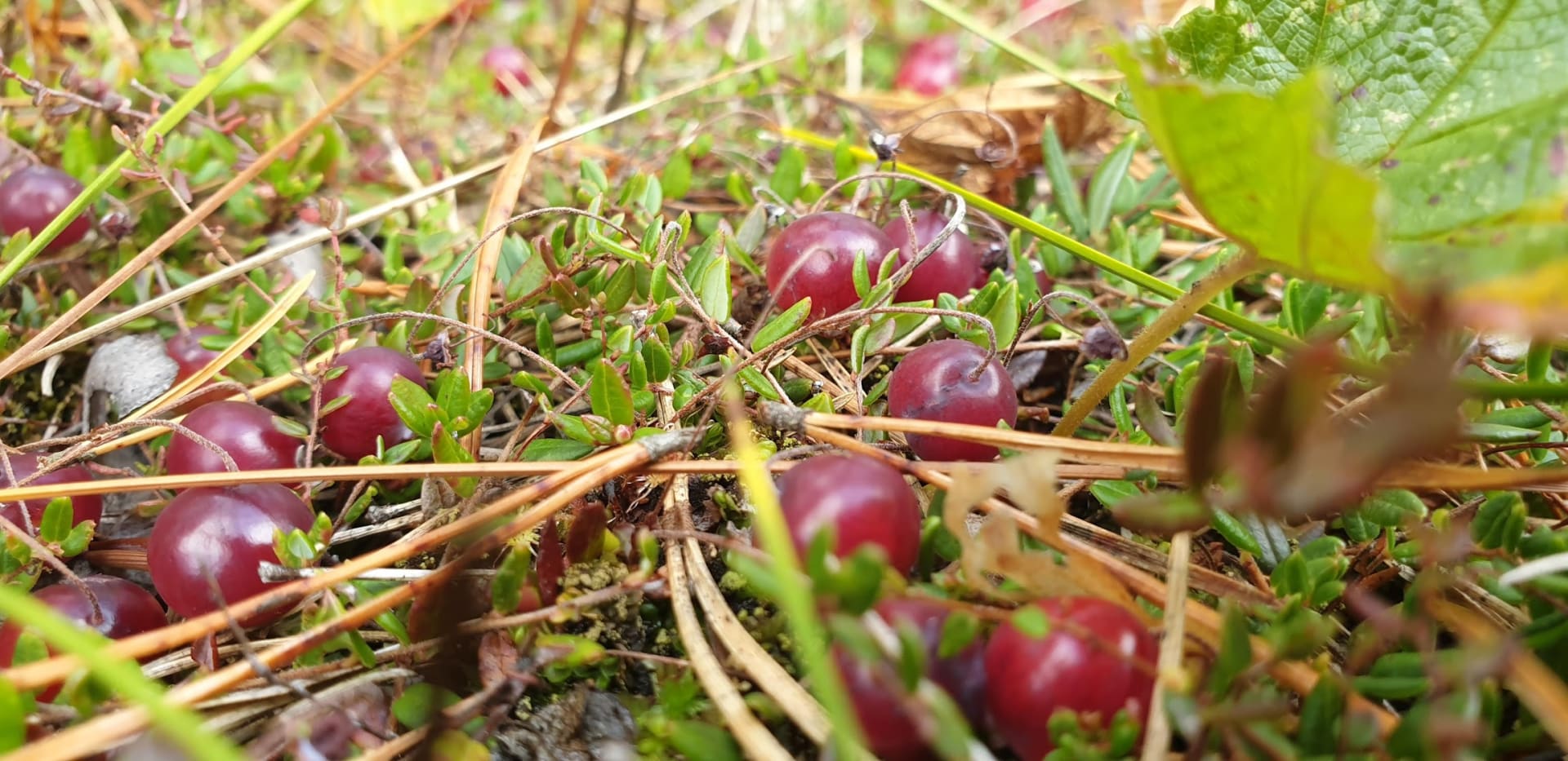 Hawkhill cranberry