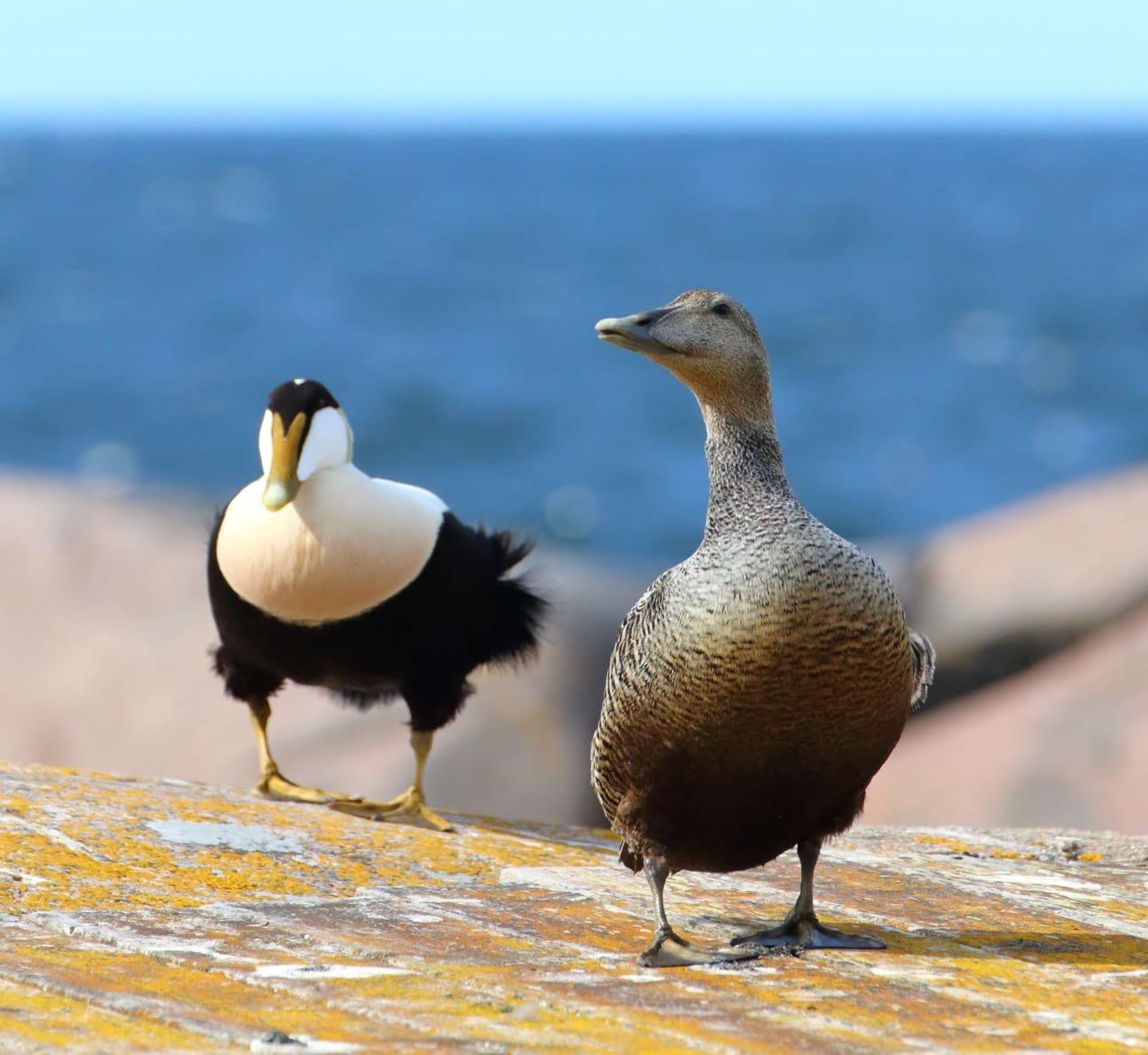 Common Eiders