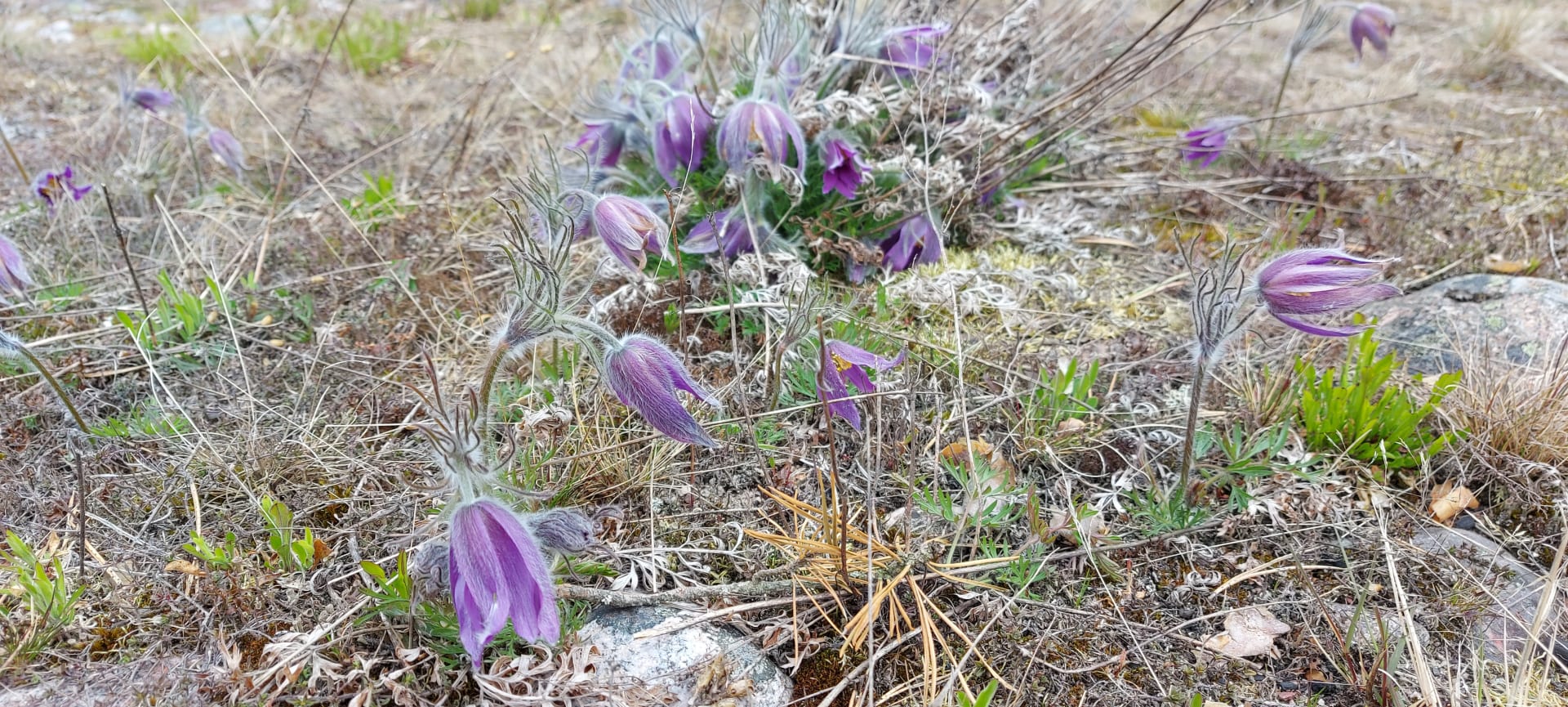 Pasque flowera Pasque flowera