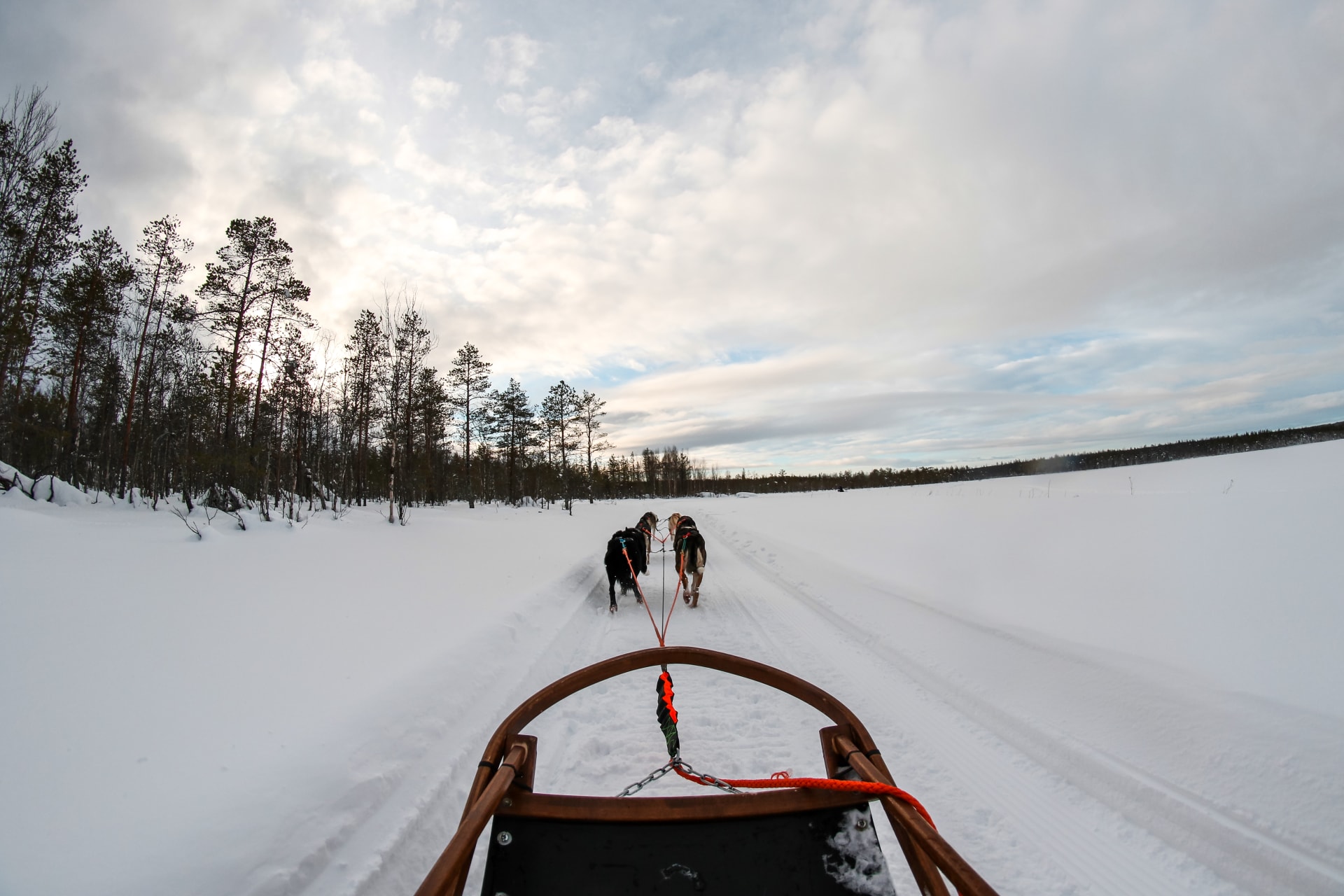 Husky Sleigh ride