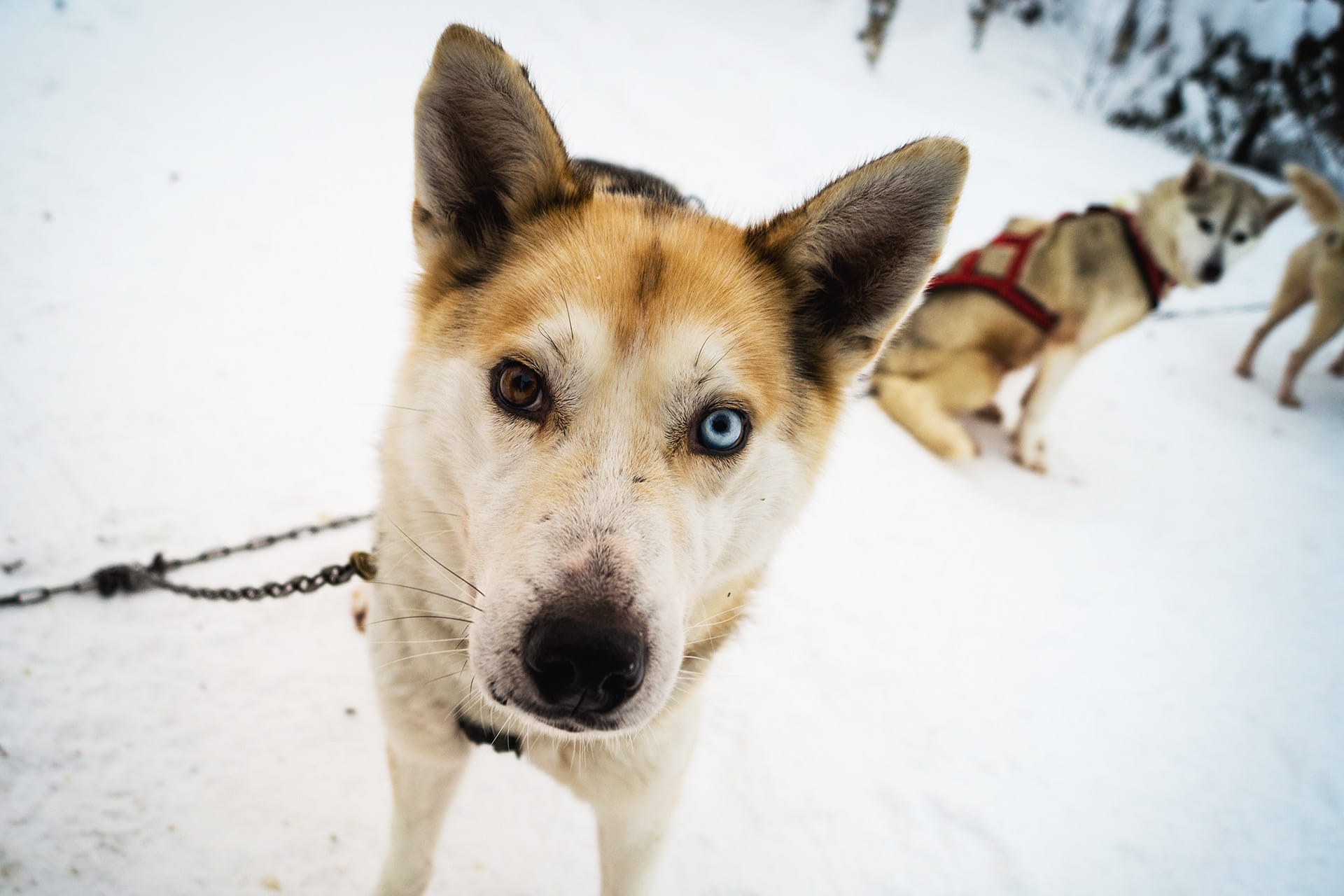 Syötteen Eräpalvelut Huskysafarit husky