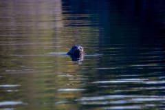 A Saimaa ringed seal popping its head from the water in Linnansaari National Park on Lake Saimaa