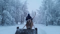 Tutustututaan poronhoitoon ja taitetaan 2km matka rauhallisessa pororeessä Kylmämaan mukana