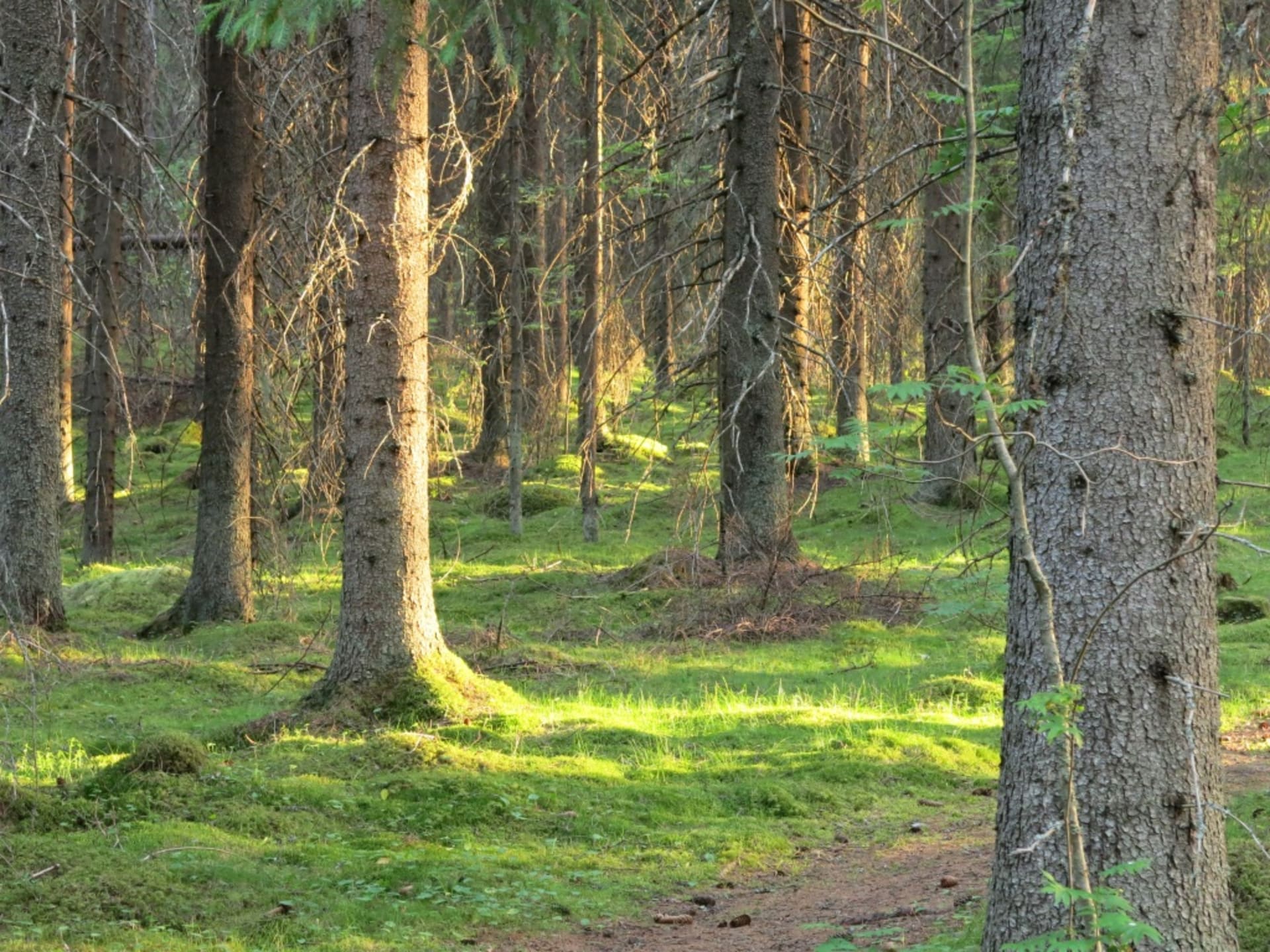 Forest bath