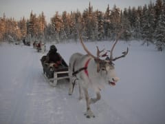 Reindeer sleigh ride in Salla