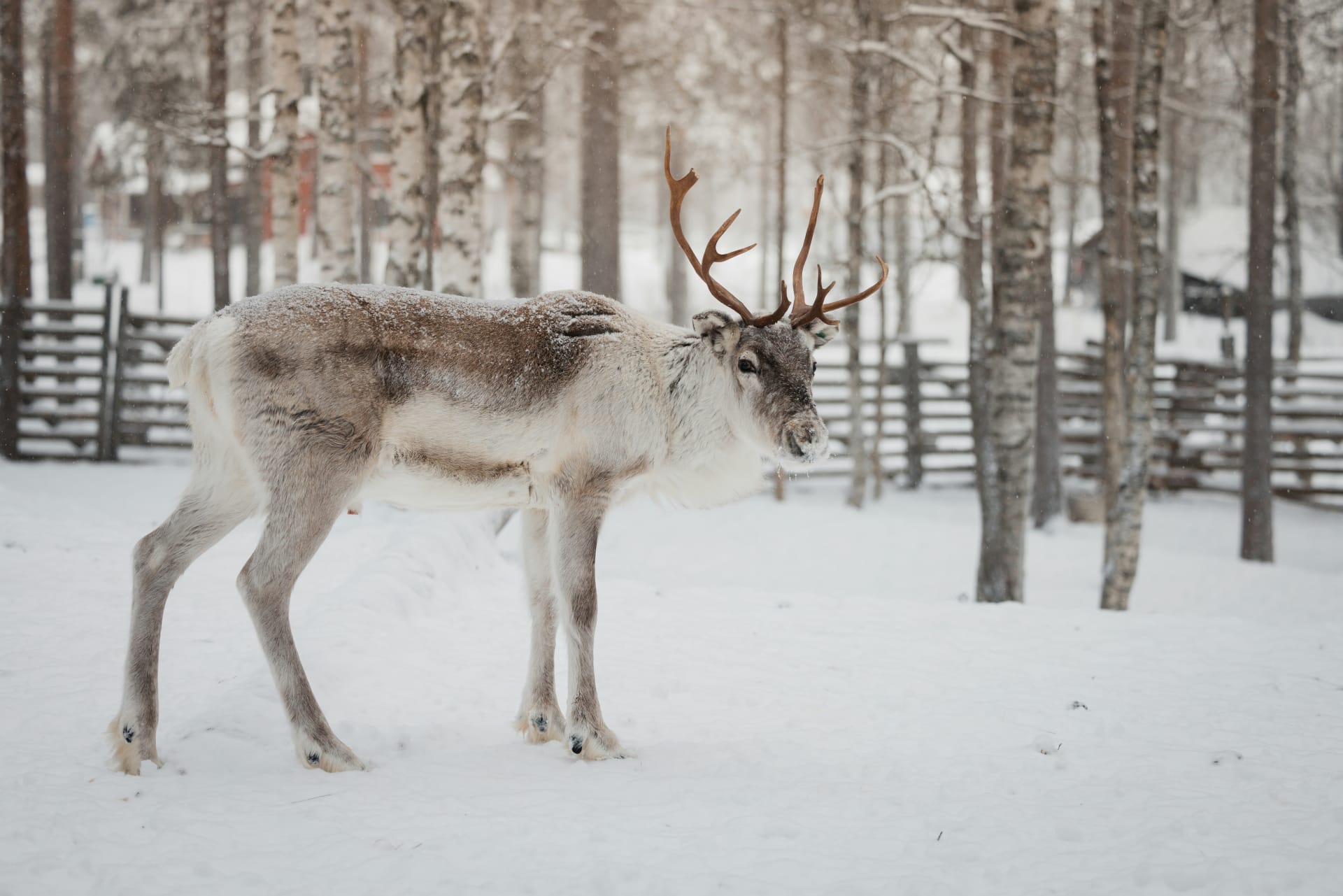 reindeer-farm-visit-northern-oulu