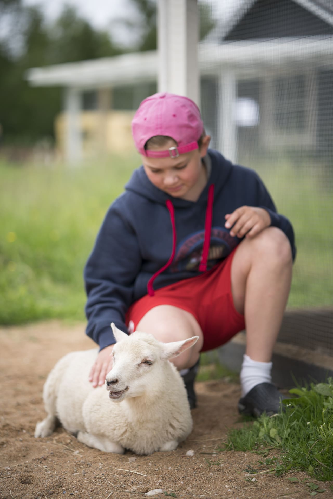Baby Sheep and a Boy